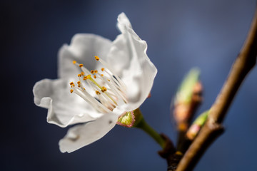 Prune Blossom high contrast macro