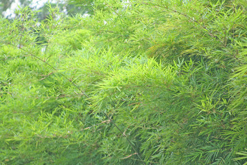 Bamboo tree and breeze,Green leaves background