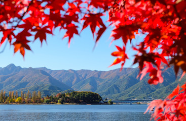 Maple leaf in the autumn season in japan changed to red color. Momiji Fall Festival.