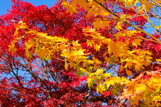 Maple leaf in the autumn season in japan changed to red color. Momiji Fall Festival. © Panupat