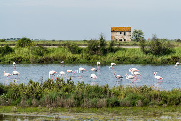 Flamingos in der weiten Landschaft einer Lagune mit der Ruine eines Hauses
