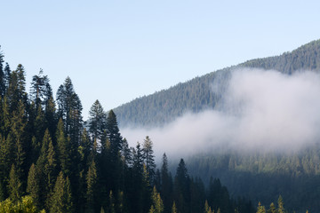 fog or smoke in the mountains covered with coniferous forests. The concept of fire hazard