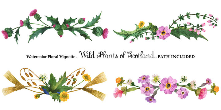 Vignette from wild plants of Scotland