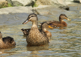 several mallard ducks swimming in the water