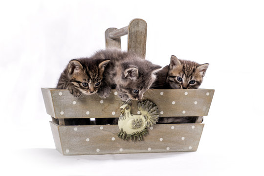 chatons