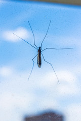 Large mosquito on a window against a blue sky. Vertical composition