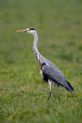 Grey Heron - Ardea cinerea, large gray heron from Euroasian lakes and rivers.