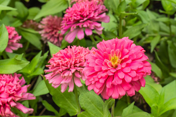 Pink  Zinnia Bright colors attract insects in garden.