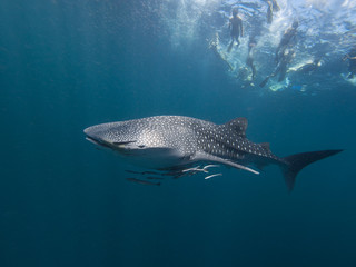 Fototapeta premium Snorkellers watching a Whale shark swimming underneith