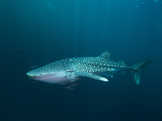 Fototapeta premium Whale shark from the side