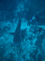 Whale shark with divers from above