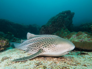Naklejka na ściany i meble Leopard Shark resting on the sandy bottom