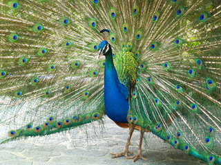 Obraz premium Peacock with tail in plume