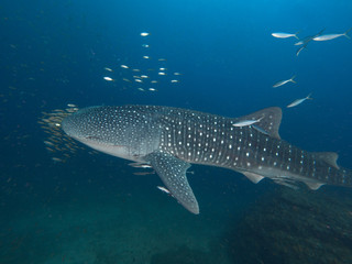 Fototapeta premium Whale sharkWhale shark with an entourage of fish around it