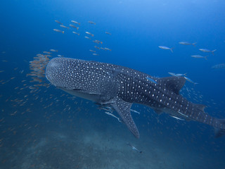 Whale sharkWhale shark with an entourage of fish around it