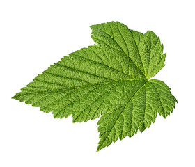 Fototapeta na wymiar Currant leaf isolated on white background Clipping Path