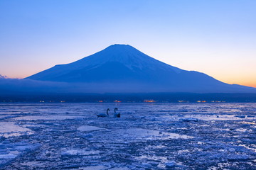 黄昏時の富士山と白鳥、山梨県山中湖にて
