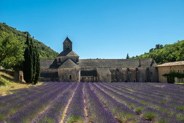 Lavender fields close to the abbey, France