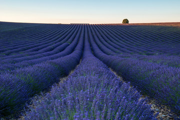 Fototapeta na wymiar Lavender field, France