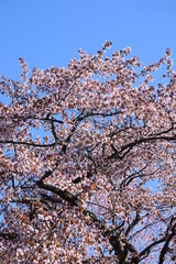 Cherry blossoms blooming