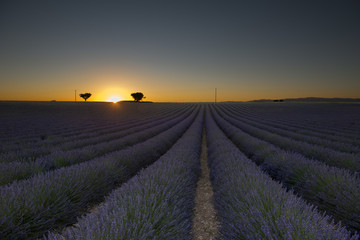 Lavender field, France