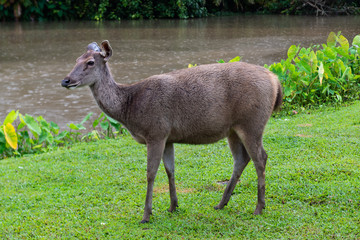 Obraz na płótnie Canvas Wild deer in Thailand national park.