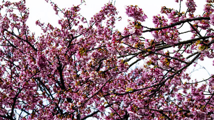 Cherry blossoms