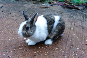 White-brown rabbit are five years old.It is a beautiful animal.