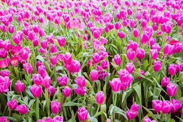 Pink tulip flowers.