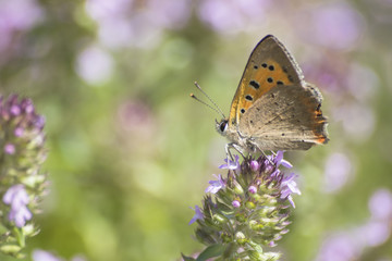 Fototapeta na wymiar Beautiful orange butterfly posing on a flower in a green background