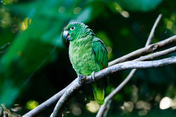 Amazon Green Parrot