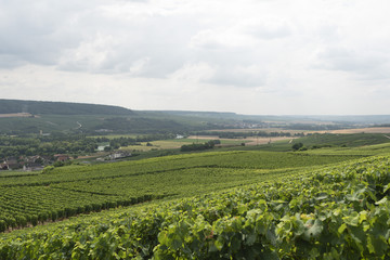 Fototapeta na wymiar Vineyard on hills in France