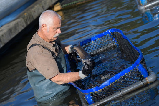 senior fish farm worker