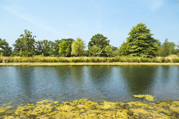Green lakeside trees
