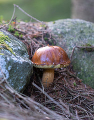 Forest mushroom