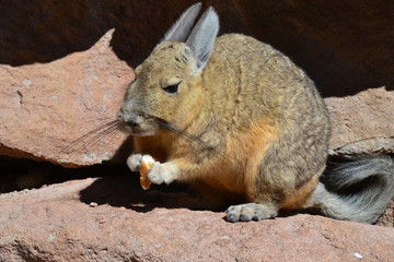 Bolive viscacha