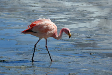 Bolive Flamingo