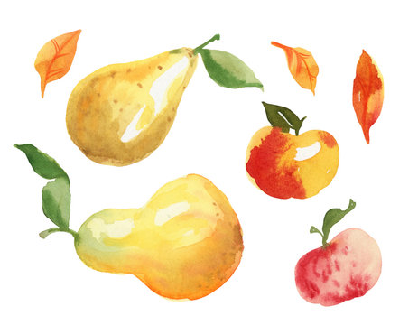 Hand painted watercolor illustration isolated on white background, apple pear and leaf.