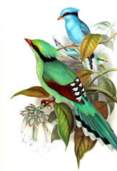 Illustration of bird