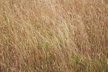 Grass background