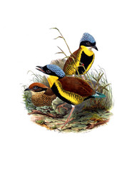 Illustration of bird