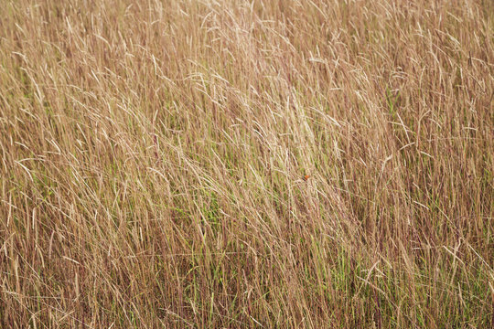 Grass background © tottoto