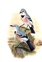 Illustration of bird
