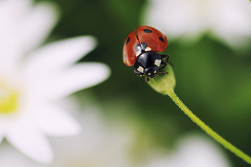 bug
