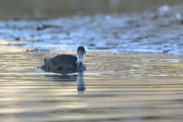 A juvenile Coot - Fulica atra, Crete 