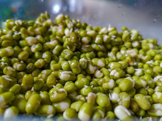 Green beans are grown
