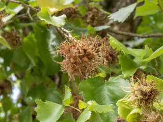 Corylus colurna. Le noisetier de Byzance ou noisetier de Turquie, la plus grande espèce de noisetiers ornementaux.