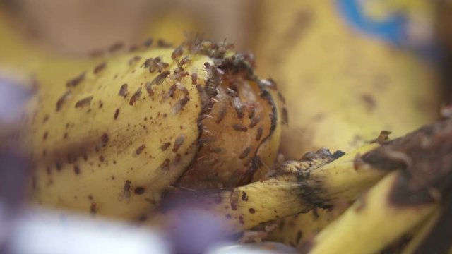 Common fruit flies on rotting banana fruit. Fruit fly feeding closeup. Drosophila melanogaster.