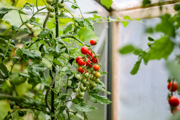 Tomaten im Gewächshaus