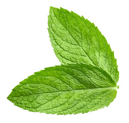 Obraz premium mint leaves isolated